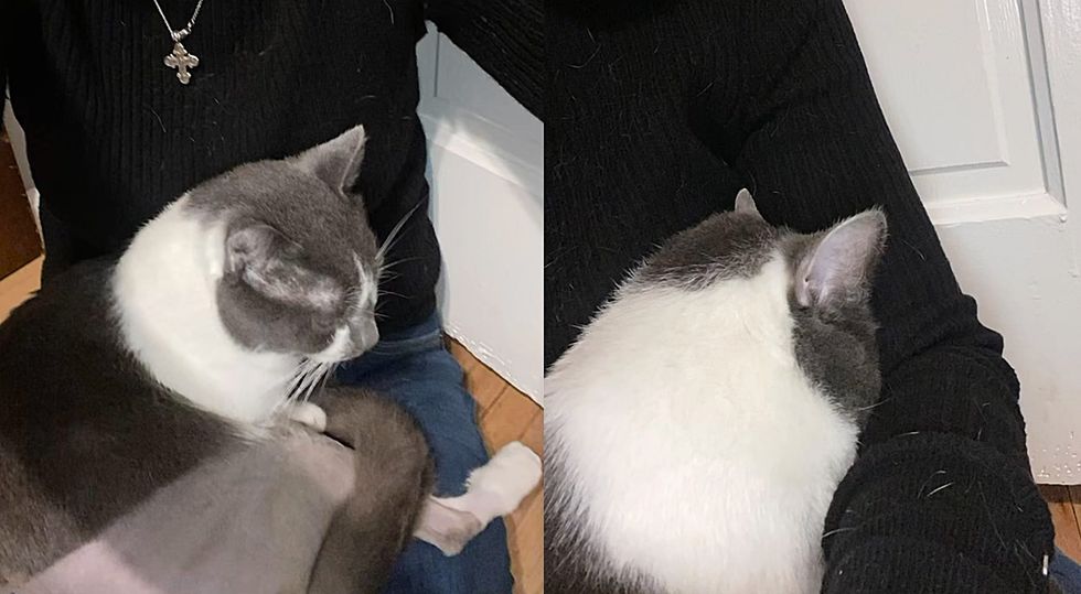 lap cat snuggles