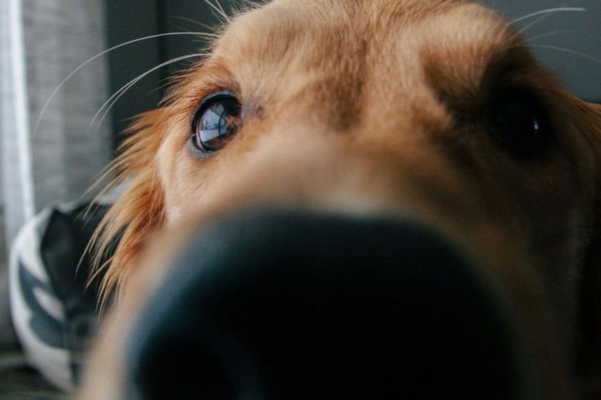 closeup of golden retriever's face