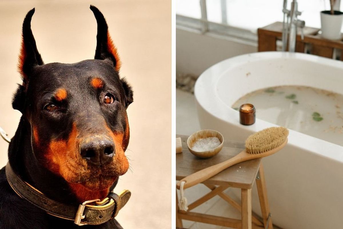 doberman, doberman bath time, getting dogs to like baths, dog bath accessories