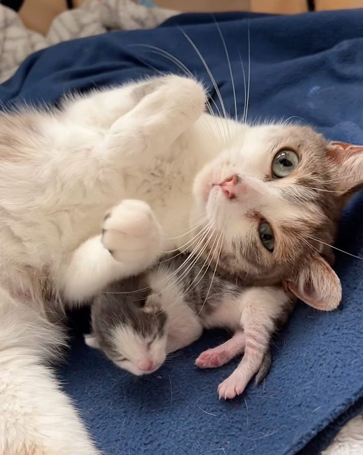 cat mom tiny kitten