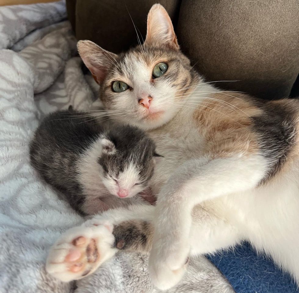 cat mom nursing kitten