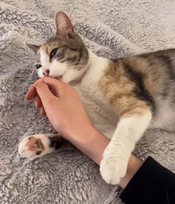 friendly cat snuggles