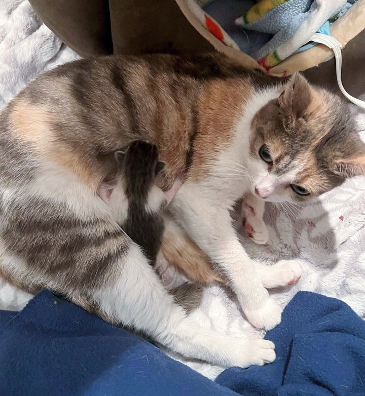 cat nursing kittens