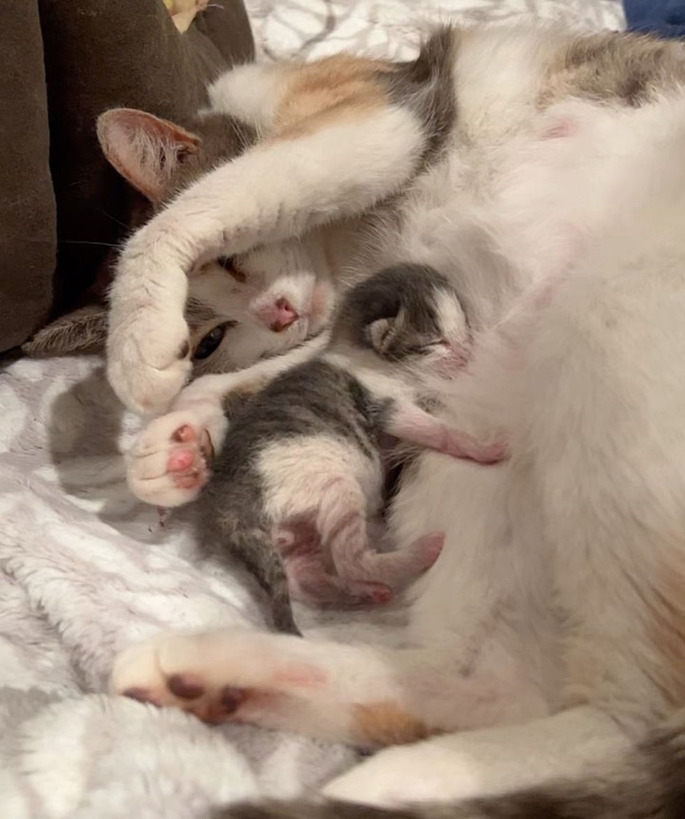 cat nursing newborn kitten