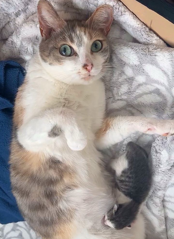 cat mom nursing newborn kitten