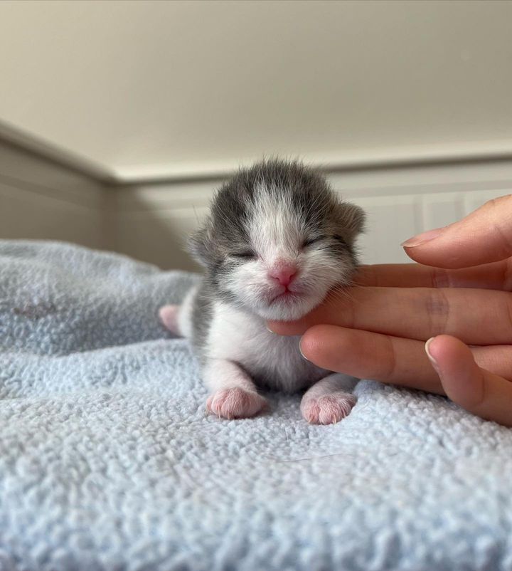 tiny newborn kitten