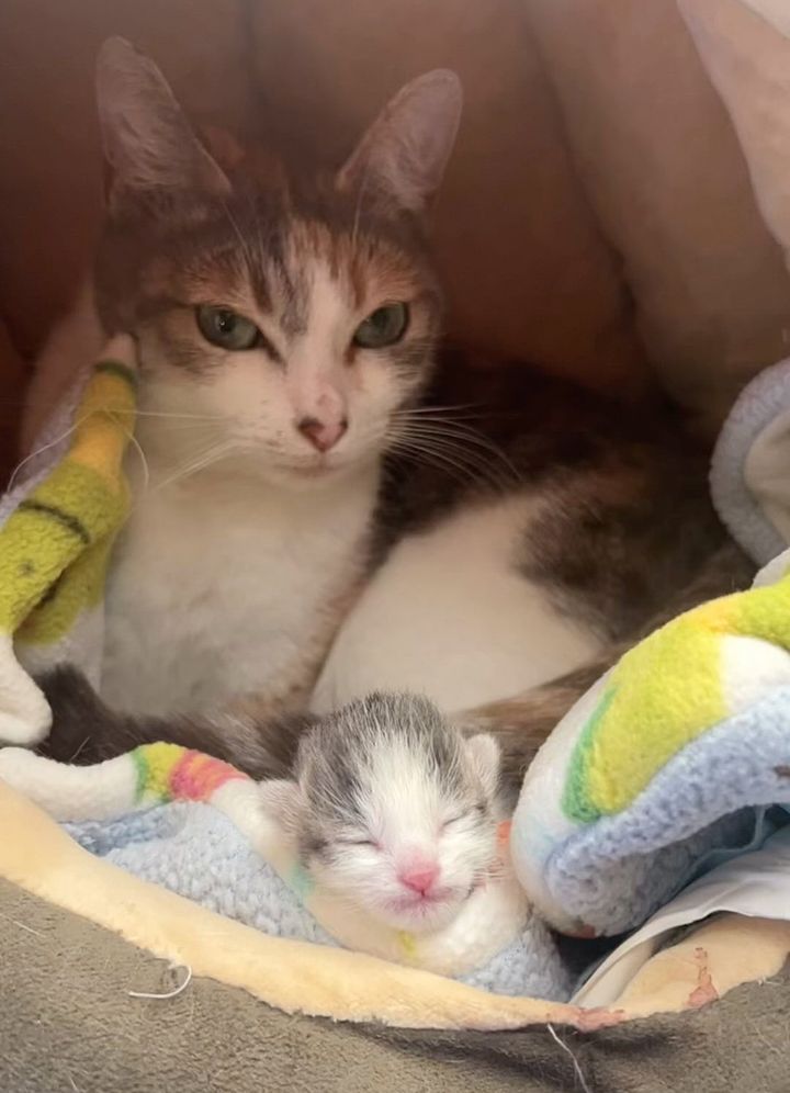 cat mom tiny kitten