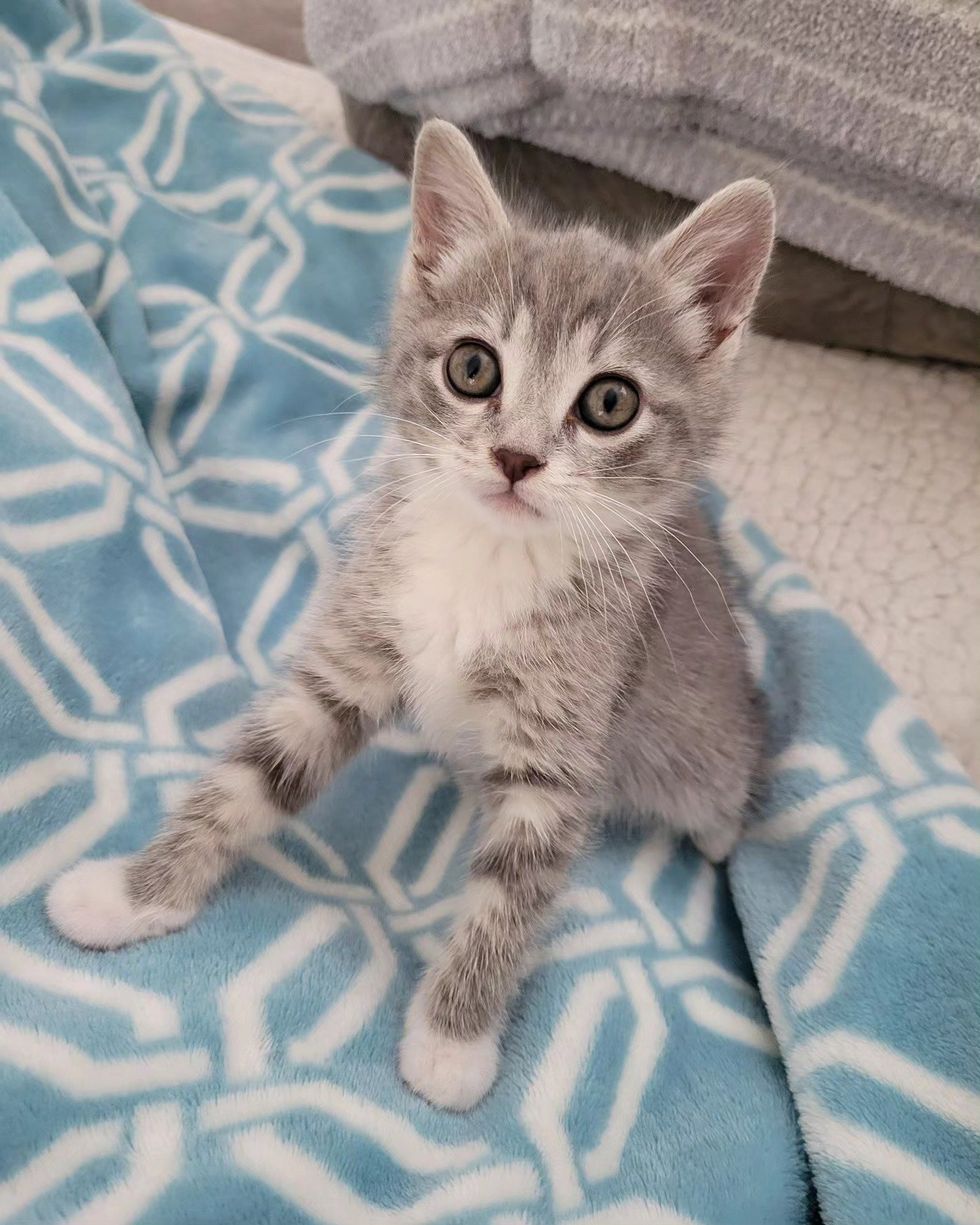 cute gray kitten sweet