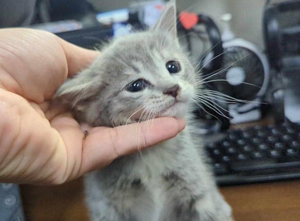 kitten stray tiny