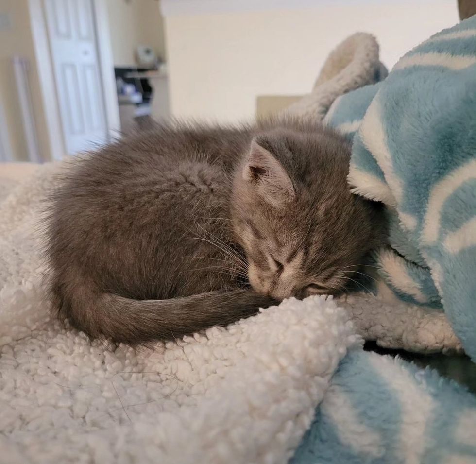 sleeping saccharine  kitten