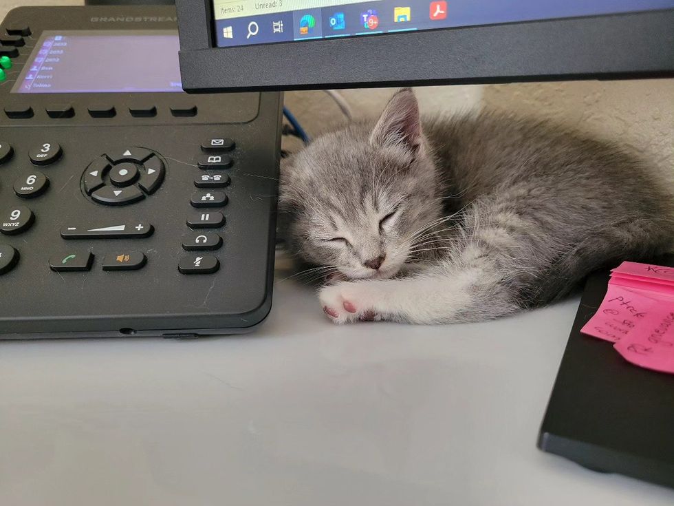 sweet sleeping desk kitten