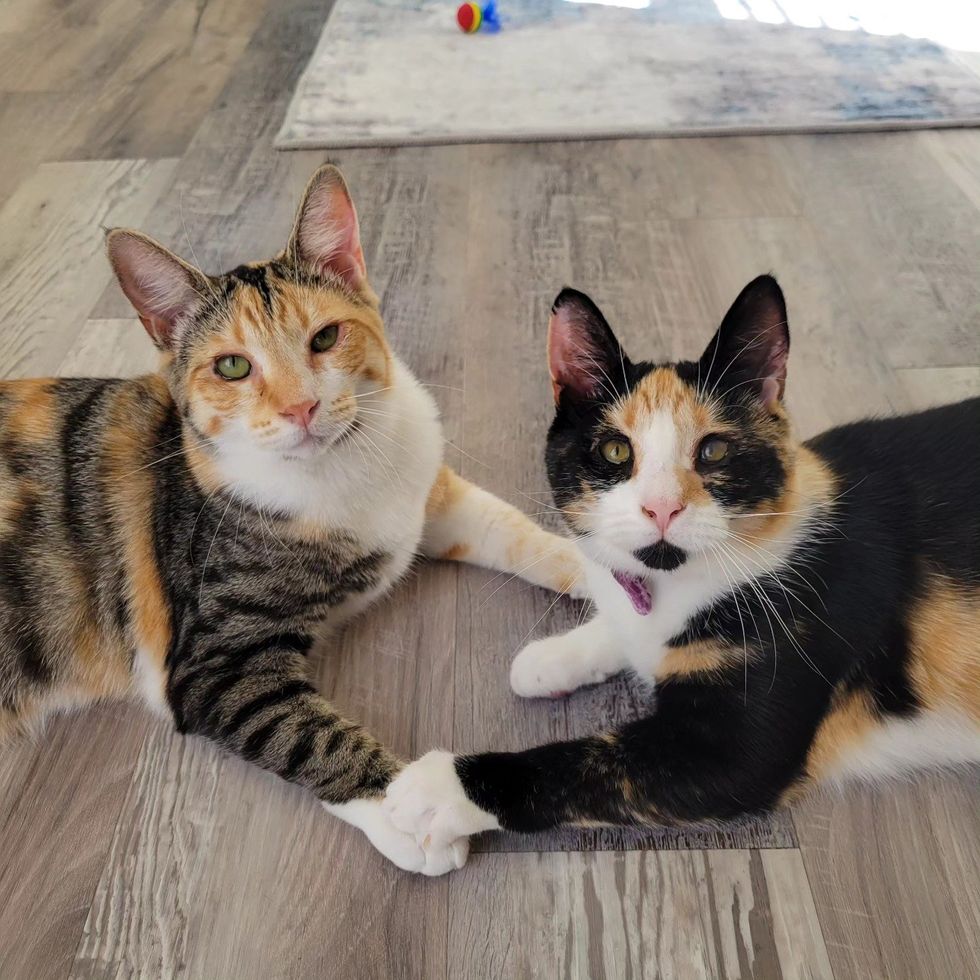 calico cats holding paws