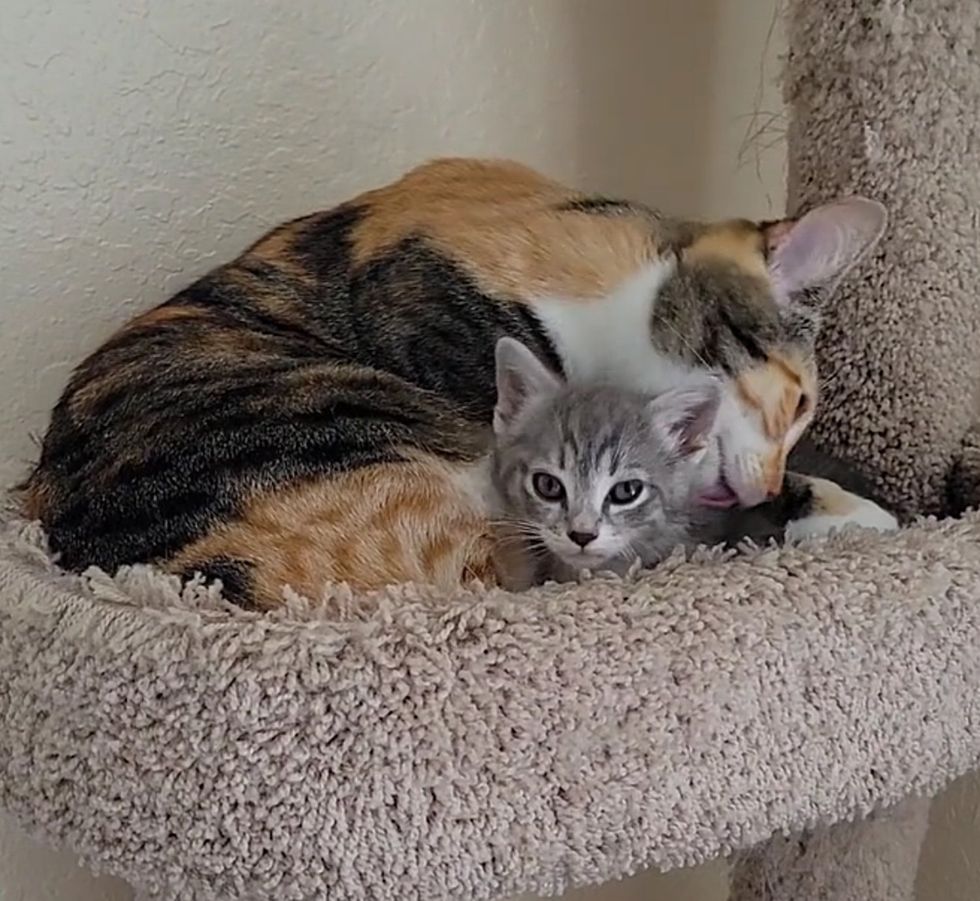sweet cat caring kitten