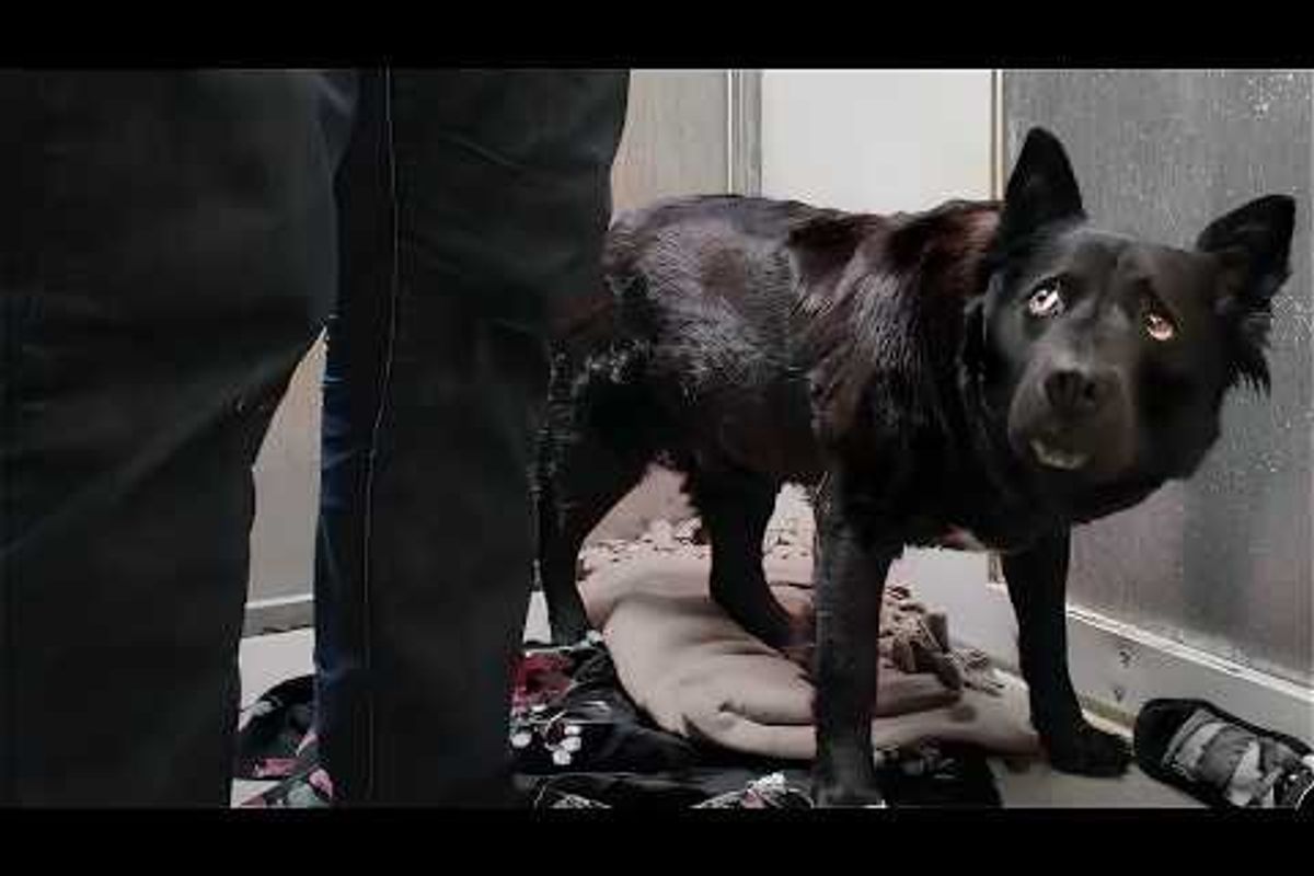 black dog looking up timidly