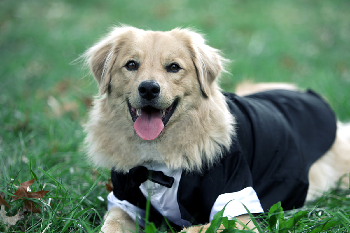 elderly dog, spoiling pets, pets