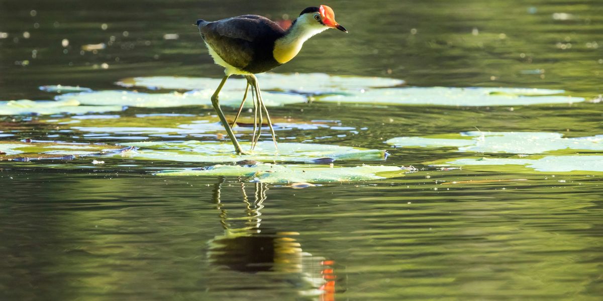 Creator shares animal facts, weirds people out with jacana bird - Upworthy