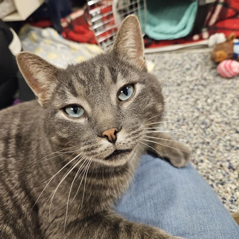 shelter cat lap snuggles