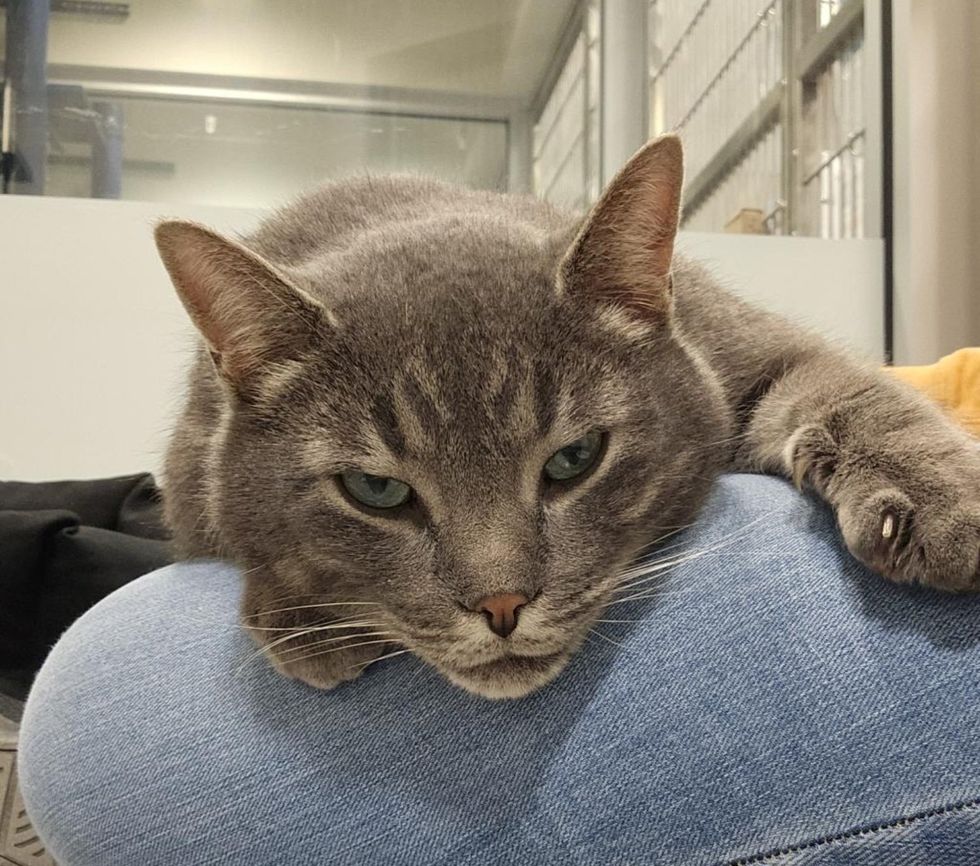 snuggling lap cat shelter