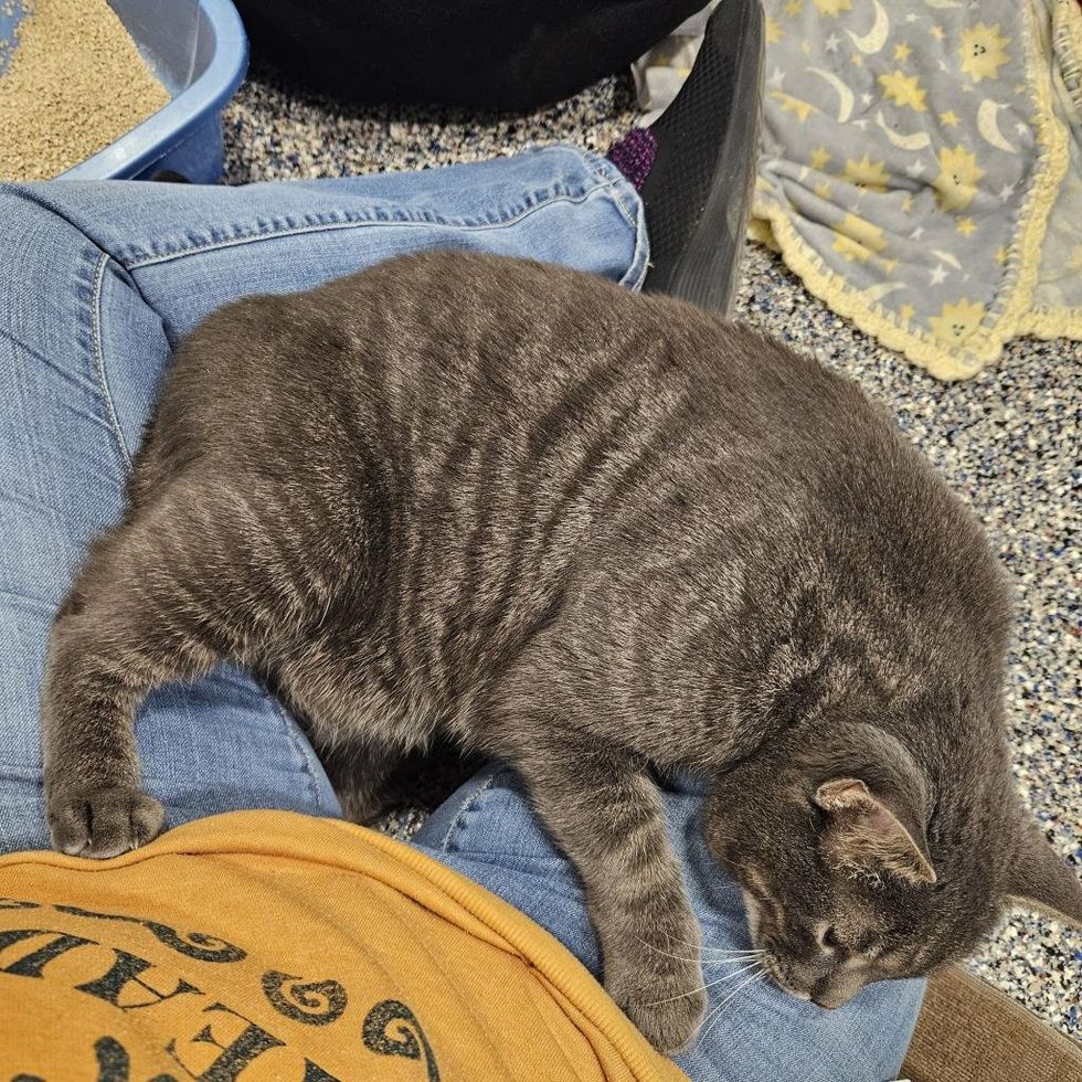 snuggly lap cat shelter