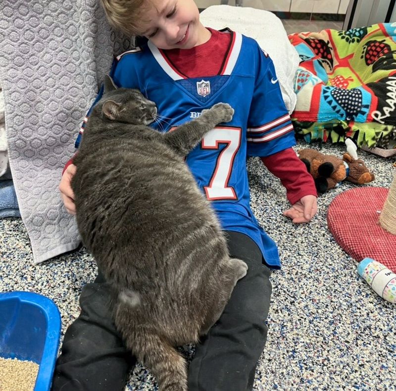 shelter cat hugs visitor