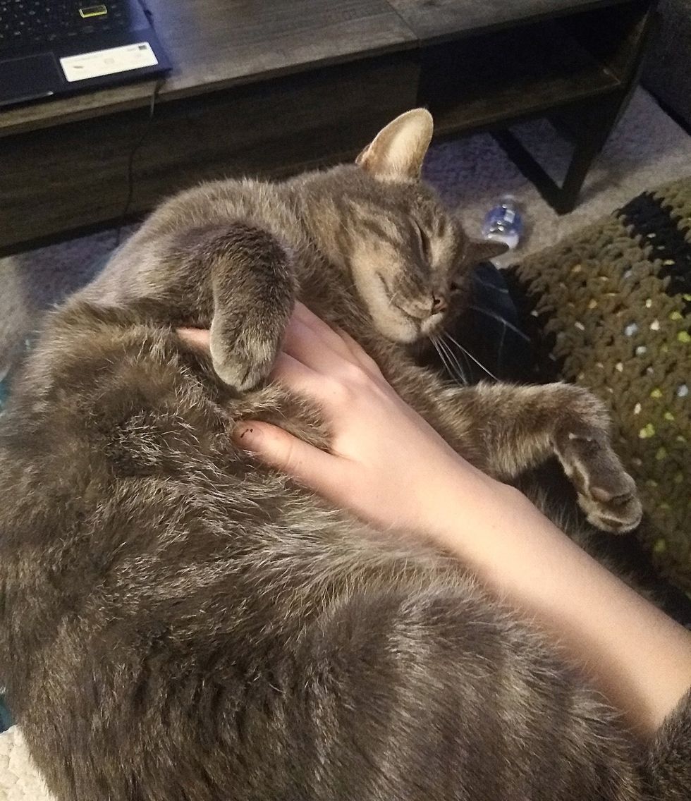 snuggly cat belly rubs