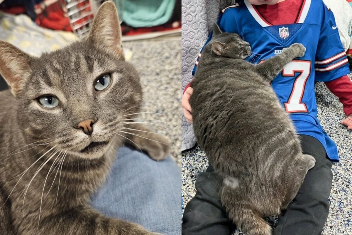 Cat Puts His Arms Around Everyone at Animal Shelter Until He Finds a Family of His Own