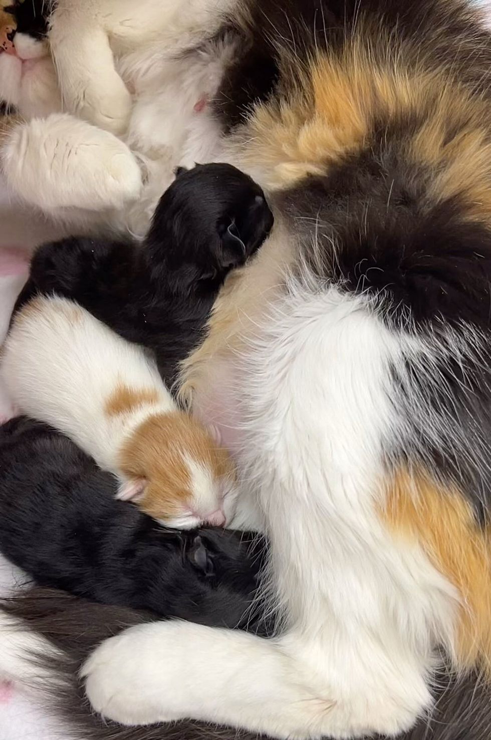 newborn kittens nursing