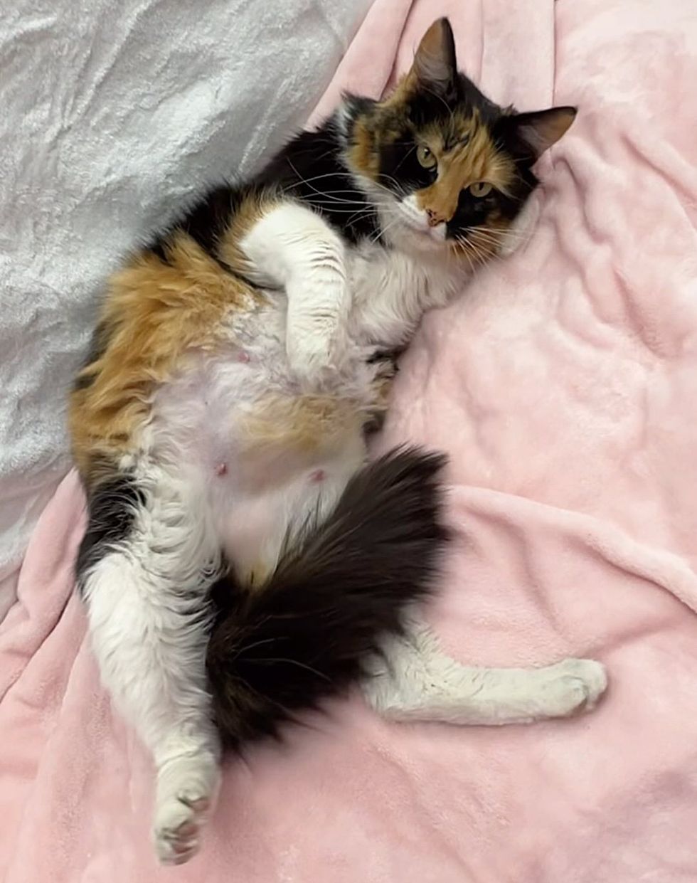 calico cat belly pregnant