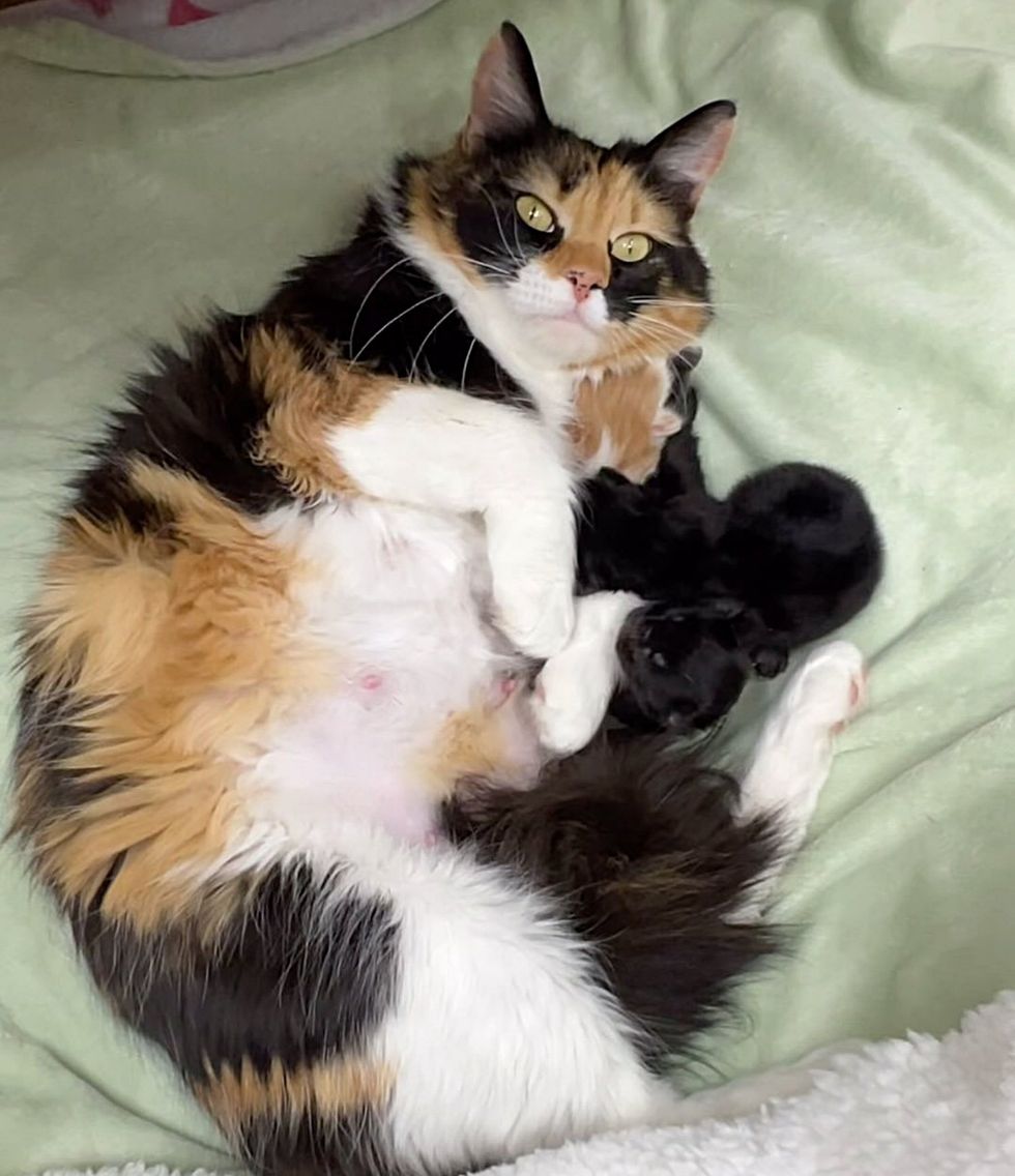 cat calico nursing kittens