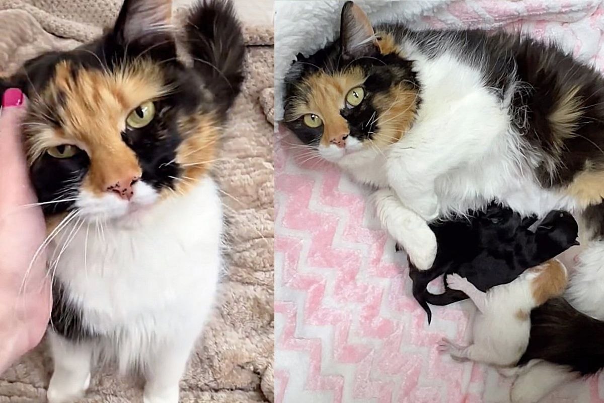 Cat Spent Months Living from Yard to Yard, Soon After Moving Indoors She Has Kittens by Her Side