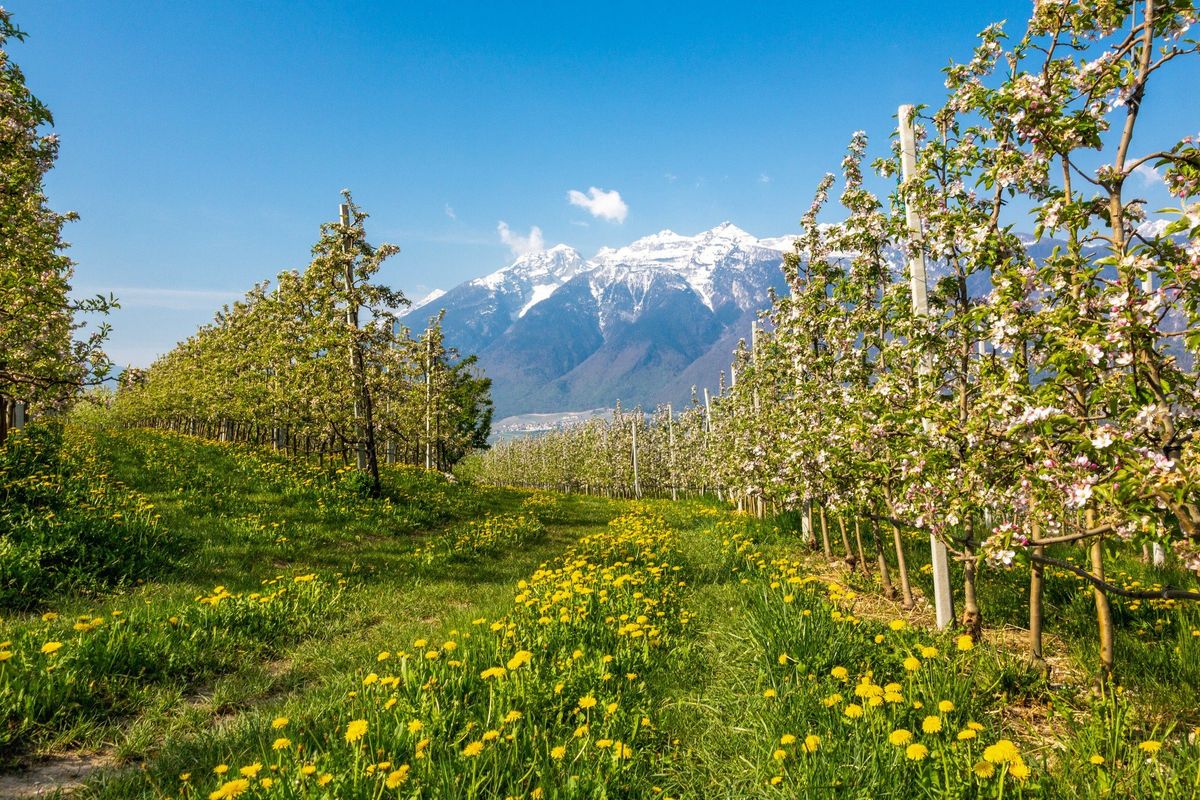 Un tour tra i fiori per scoprire la Val di Non