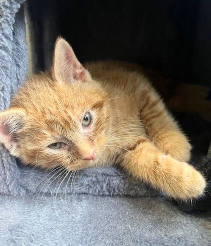 kitten cat tree cubby