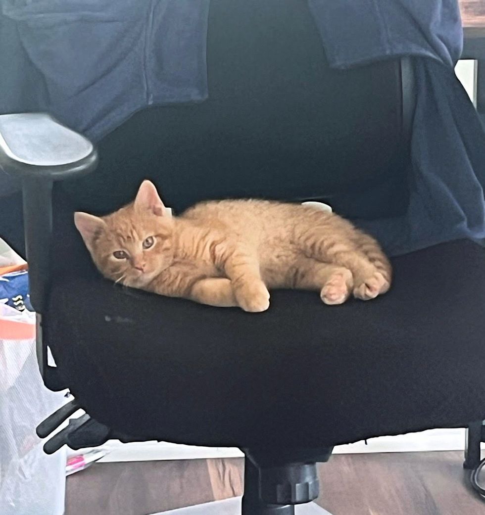 orange tabby chair cat