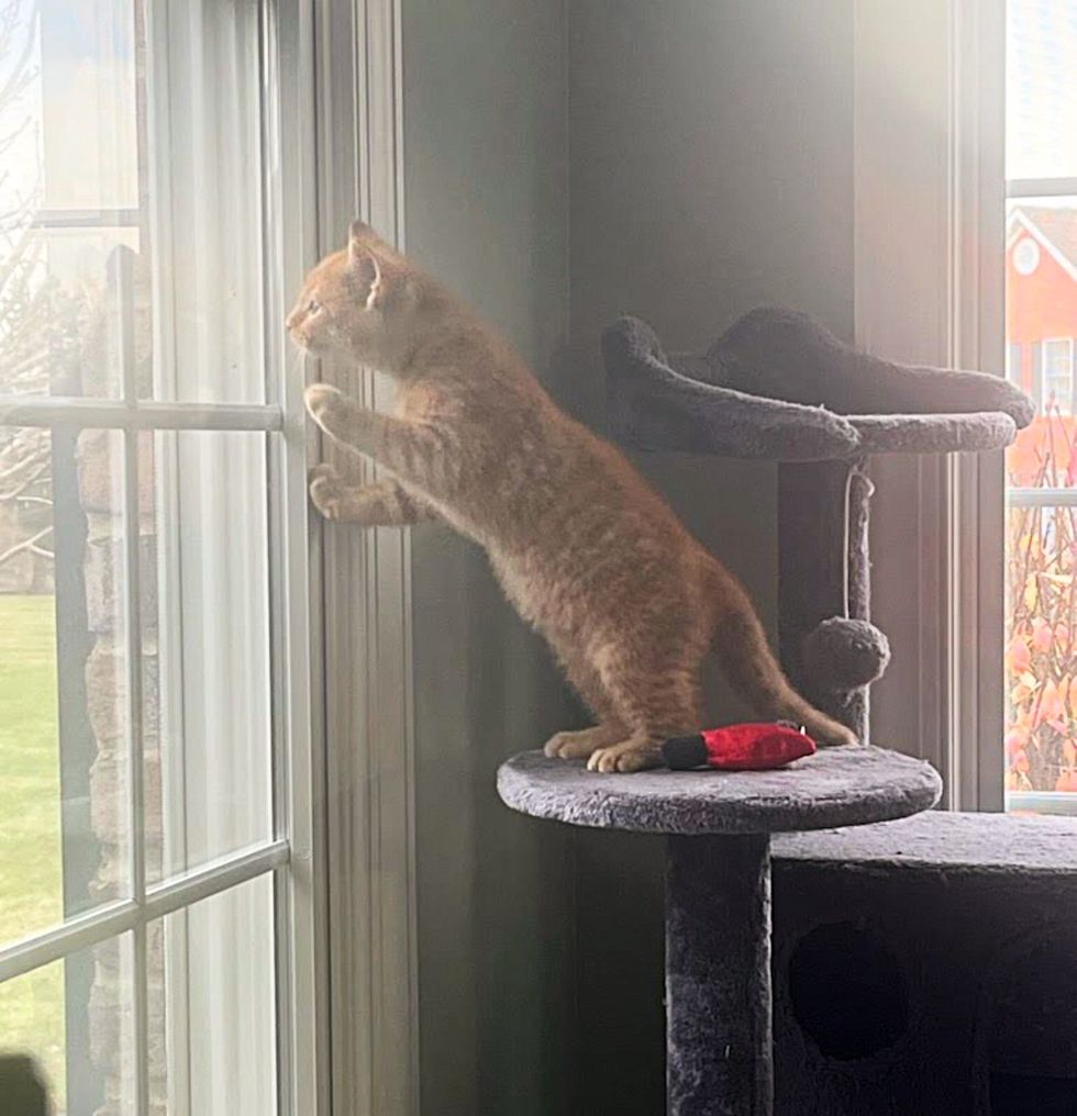 orange tabby cat window