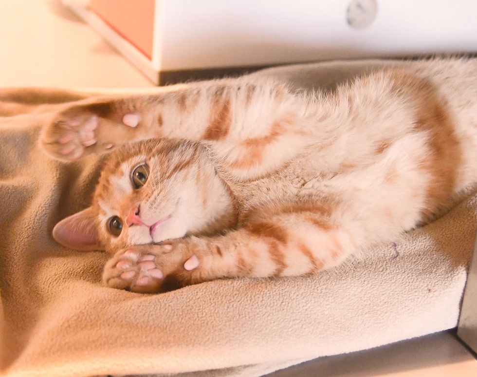 cute orange kitten tabby