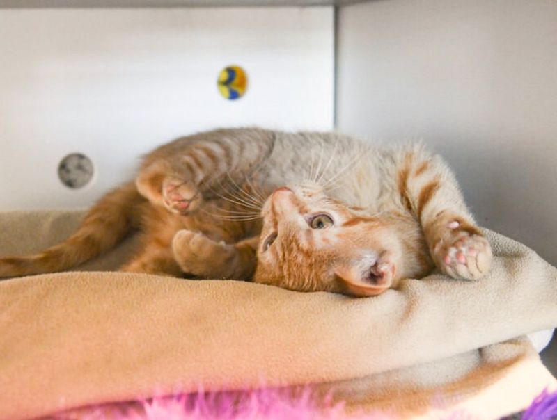 playful orange tabby cat