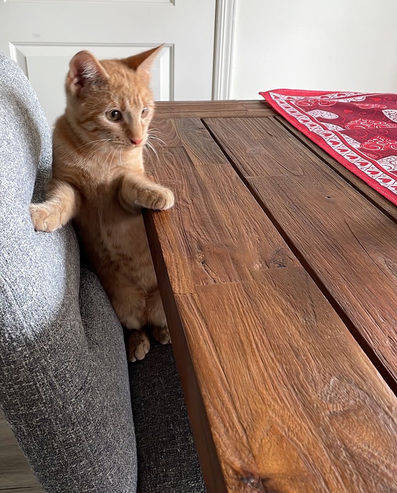 playful curious orange tabby cat