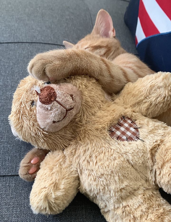 orange tabby kitten teddy