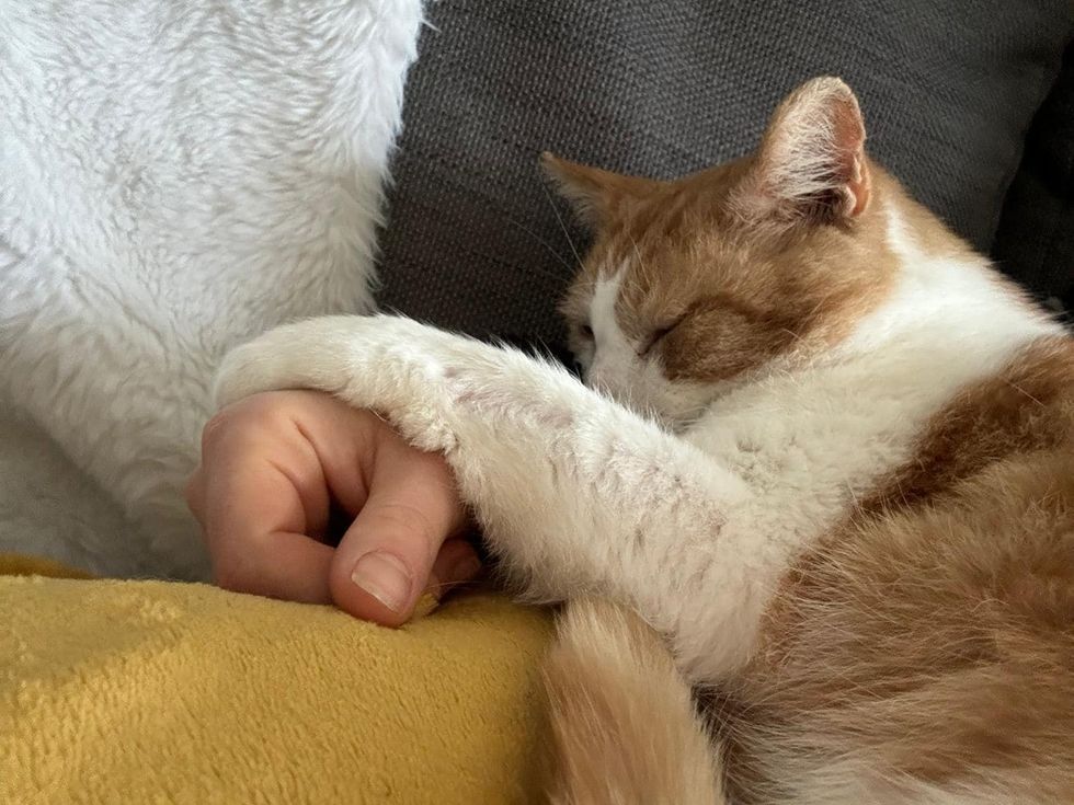 cat sleeping holding paws