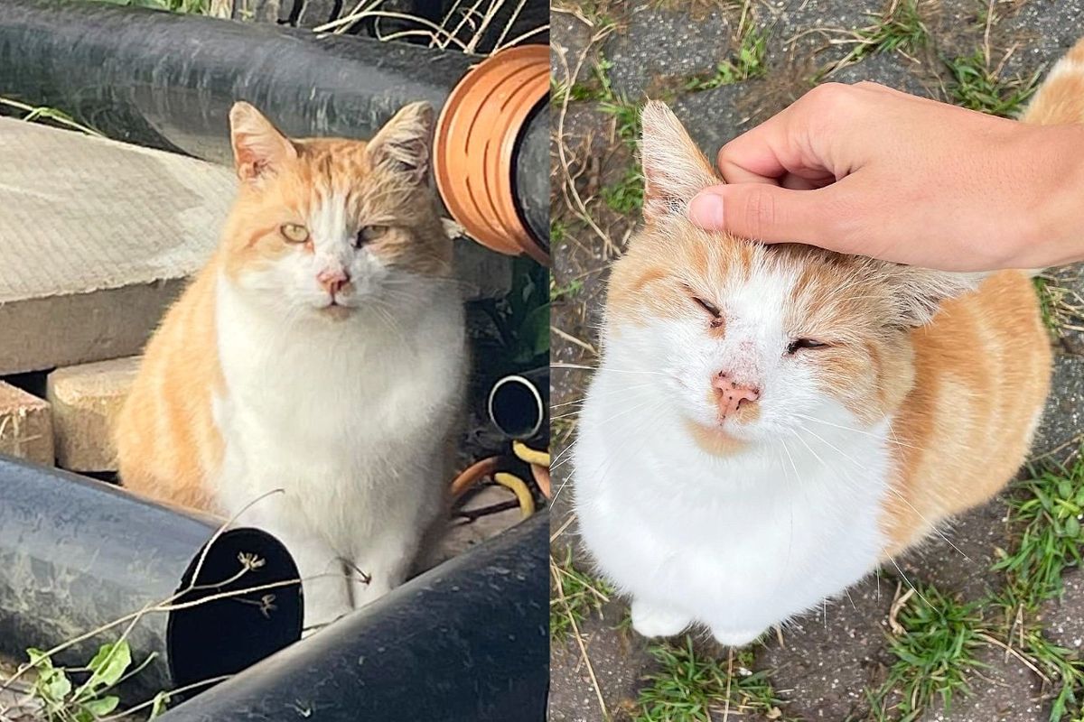 Cat Comes Up to Family and Makes a Plea They Cannot Refuse After His Days as a Forgotten Stray