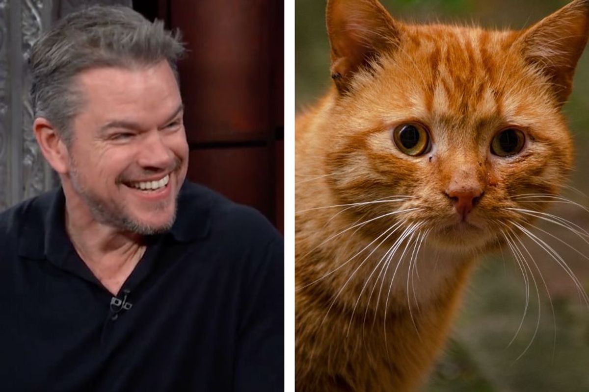 matt damon, matt damon cat, matt damon cat costa rica, costa rica