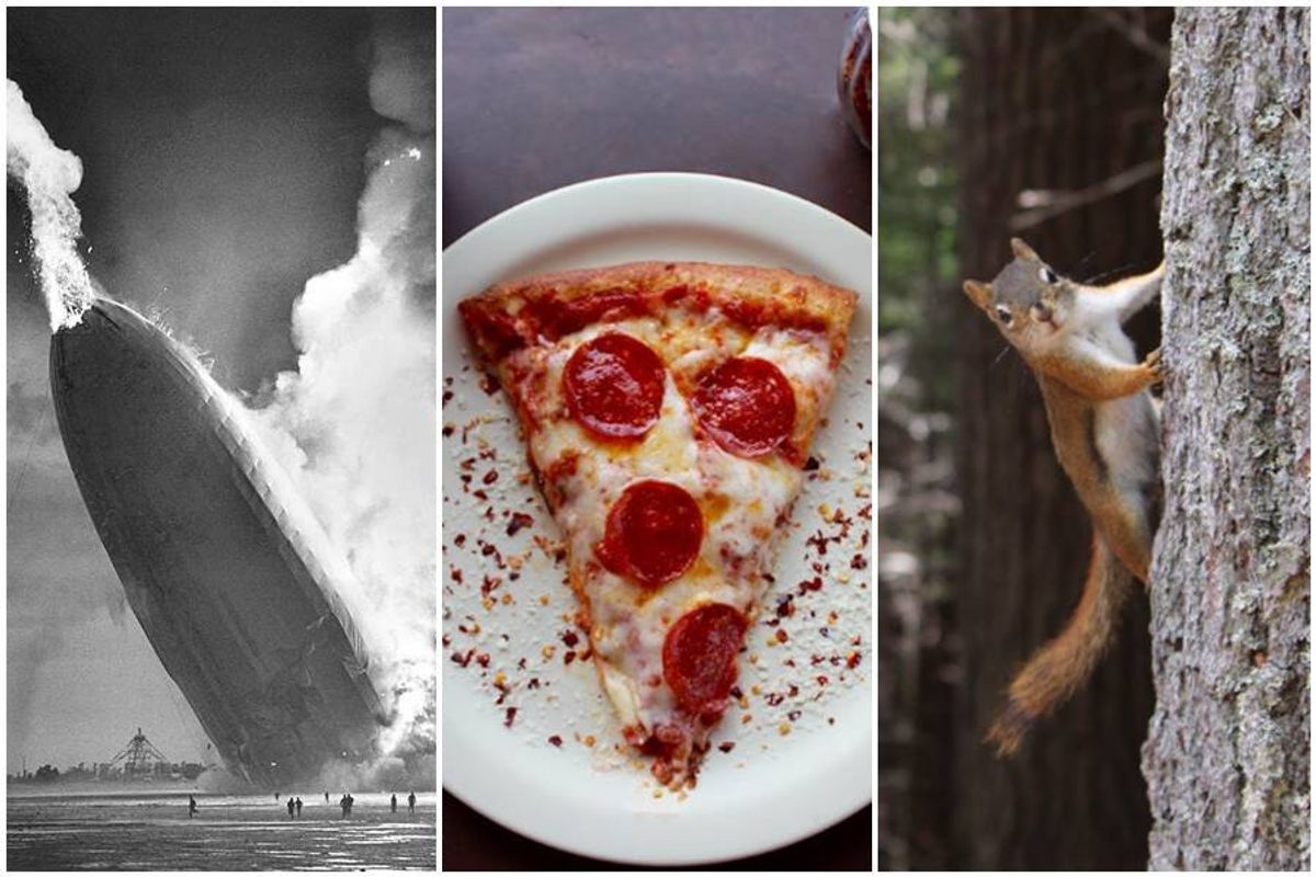 random facts, trivia, squirrel pizza