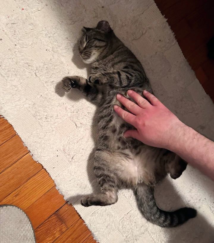 tabby cat happy belly rubs