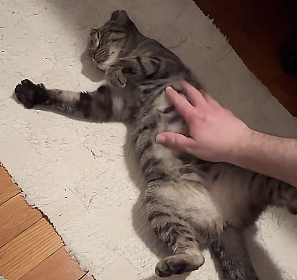 tabby feline  belly rubs