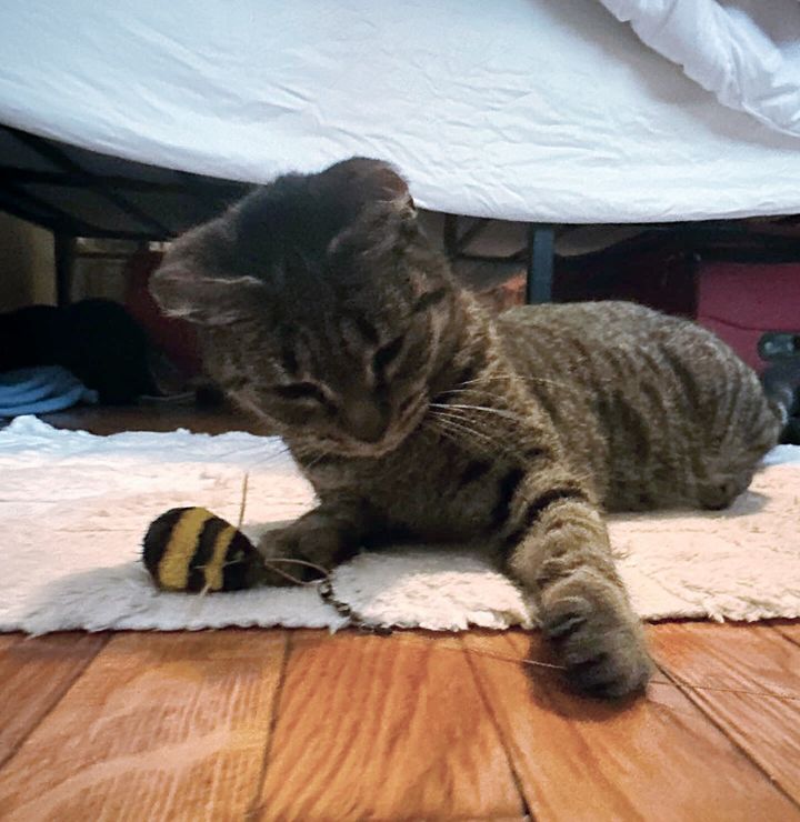 playful happy tabby cat