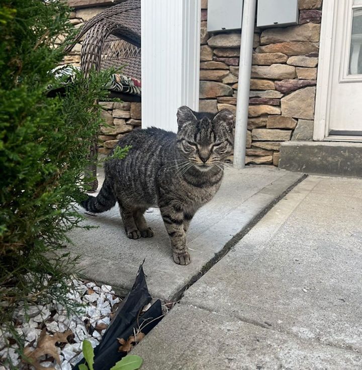 stray cat tabby home