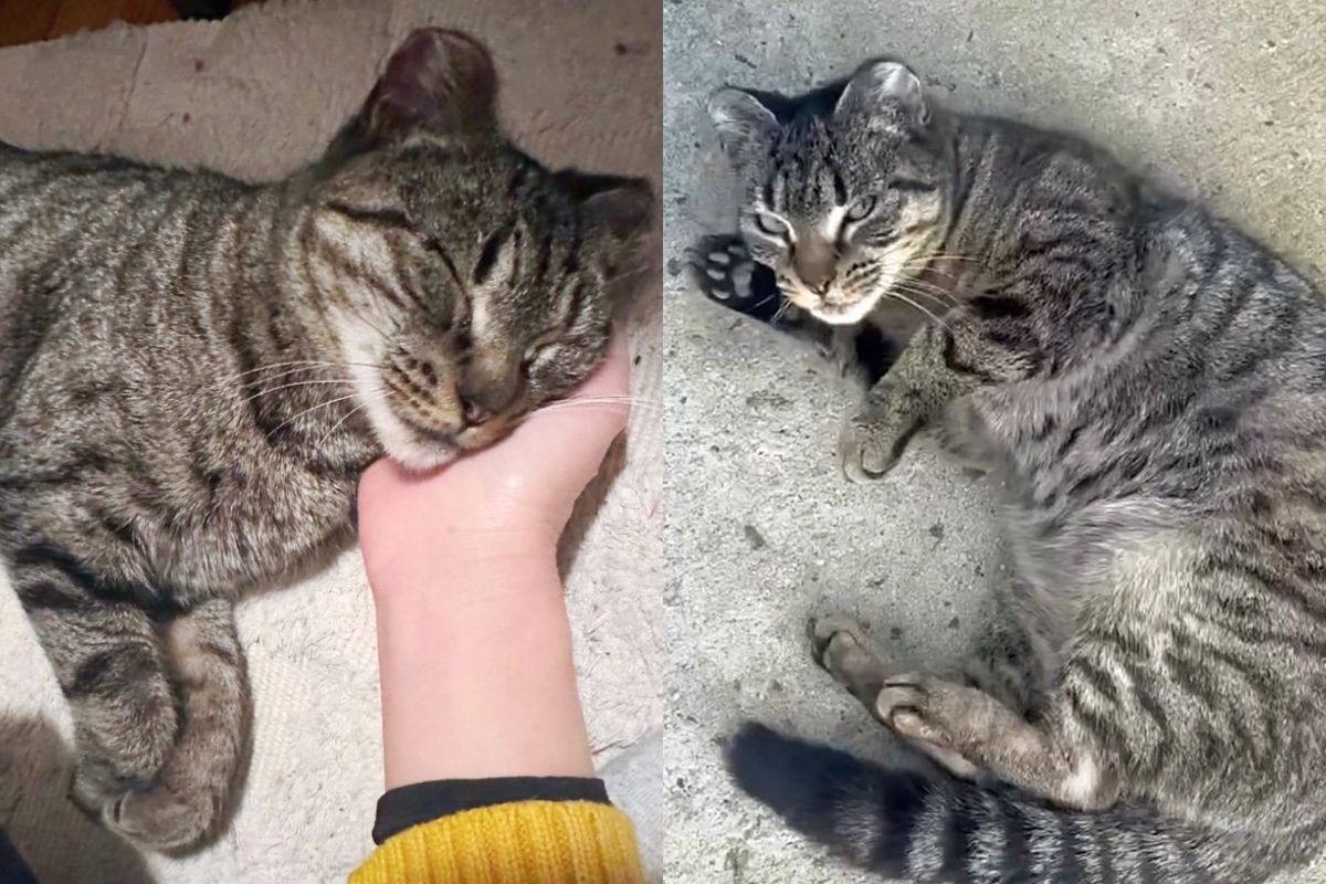 Cat Starts Hanging Around a House, Rolling Around for Attention Until He Finds People to Spoil Him