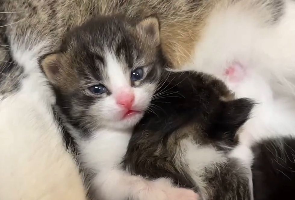 cute kittens eyes