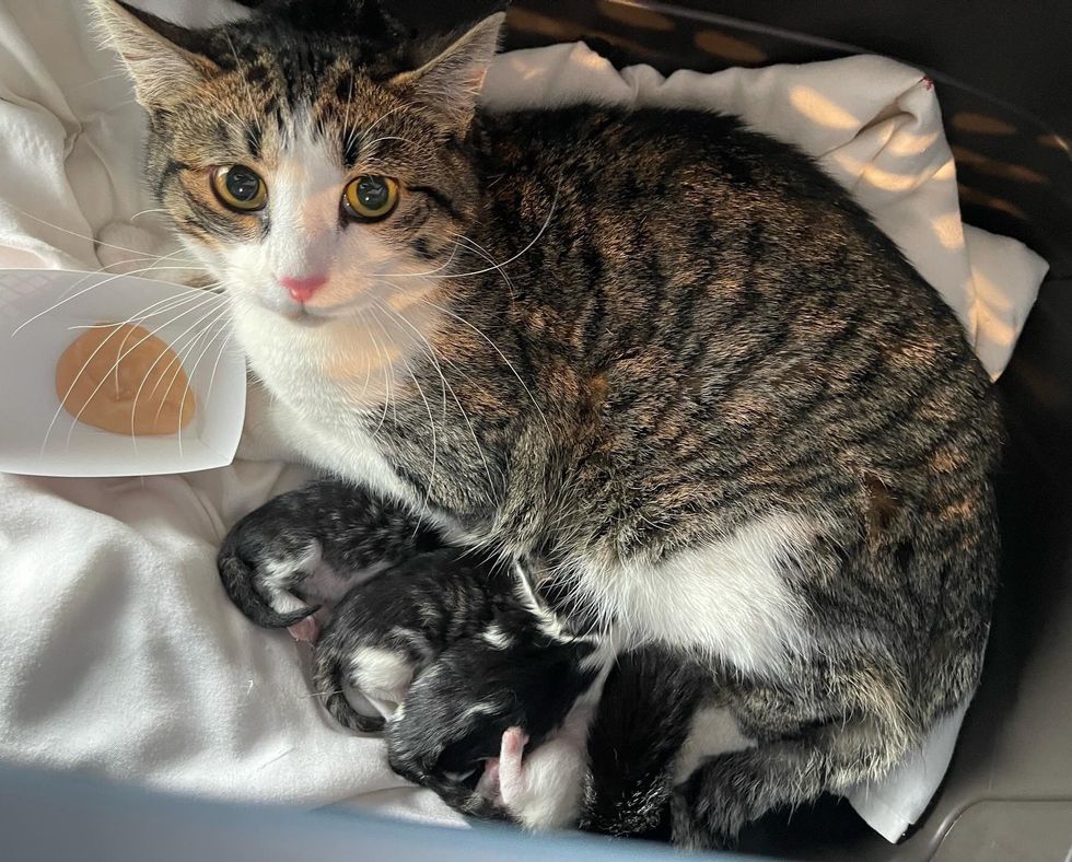 cute feline  nursing kittens