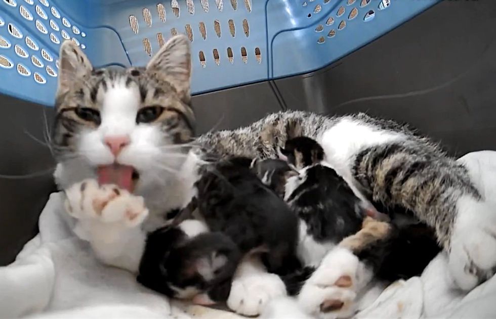cat nursing kittens carrier